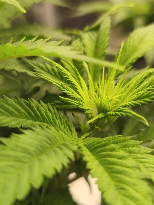 2X Strawberry pop rocks Anesia Seeds. Week 6