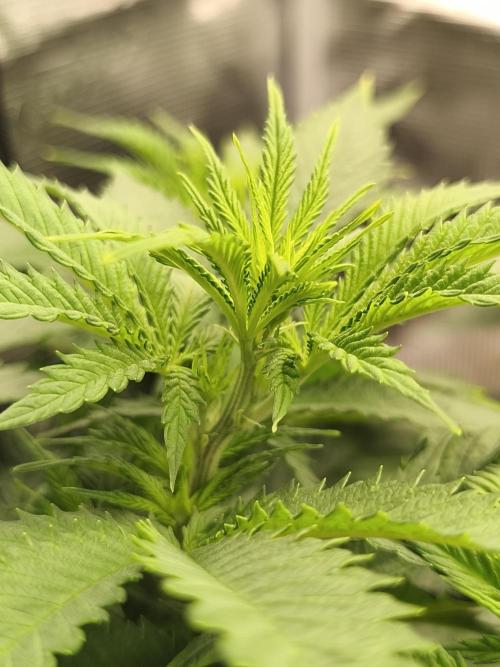 2X Strawberry pop rocks Anesia Seeds. Week 6