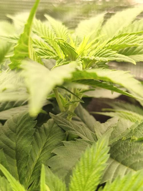 2x Fryday Boof Anesia Seeds. Week 6