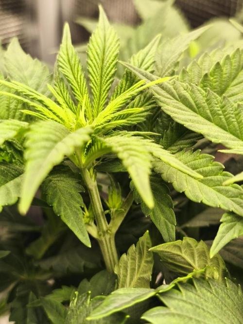 2x Fryday Boof Anesia Seeds. Week 6