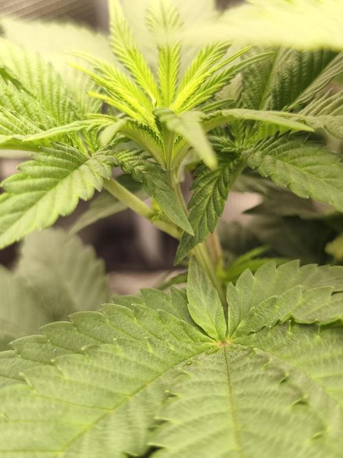 2x Fryday Boof Anesia Seeds. Week 6