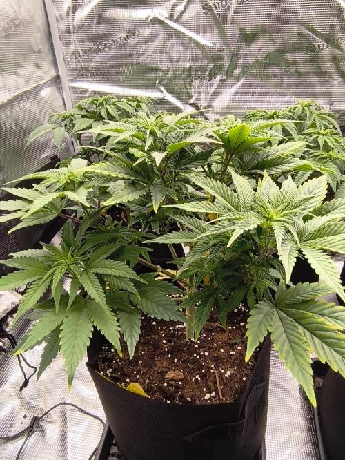 1X Blue Cookies  MSNL. Week 7