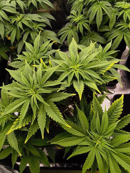 1X Blue Cookies  MSNL. Week 7