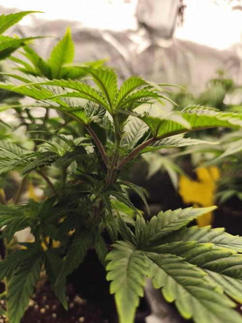 1X Blue Cookies  MSNL. Week 7