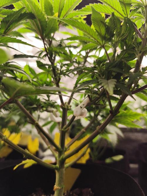 1X Blue Cookies  MSNL. Week 7