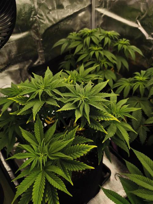 1X Blue Cookies  MSNL. Week 7