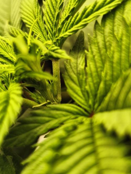 1X Blue Cookies  MSNL. Week 7