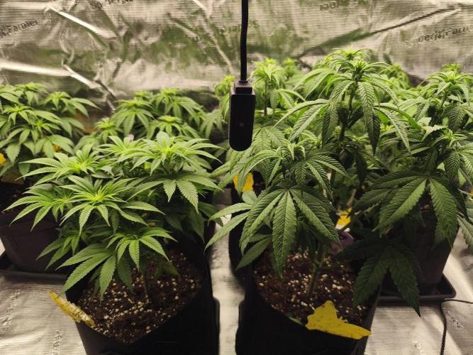 2X Permanent marker MSNL. Week 7