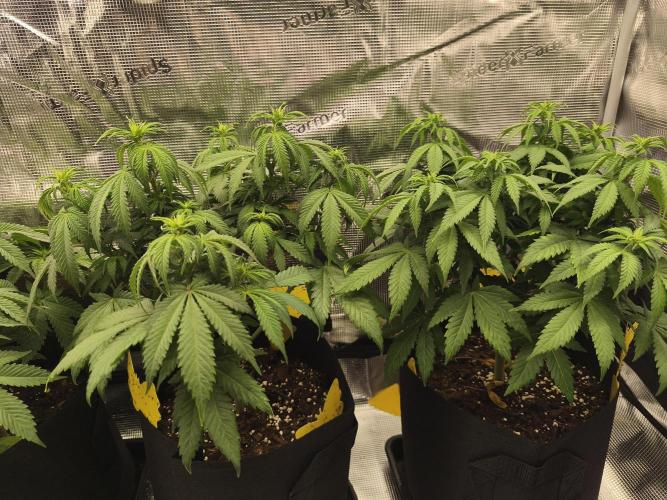 2X Strawberry pop rocks Anesia Seeds. Week 7