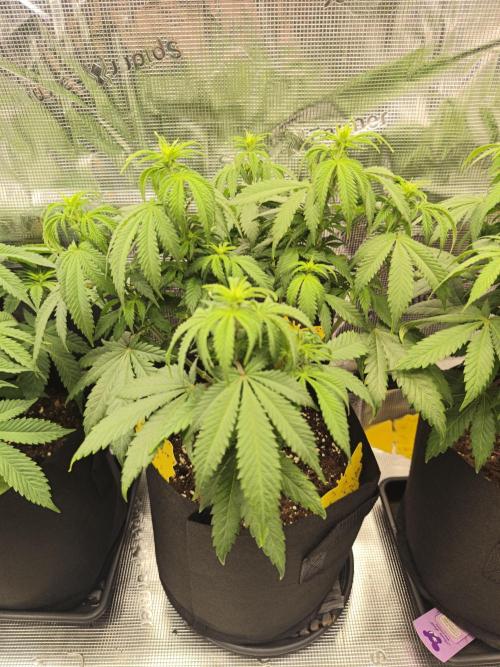 2X Strawberry pop rocks Anesia Seeds. Week 7