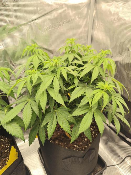 2X Strawberry pop rocks Anesia Seeds. Week 7