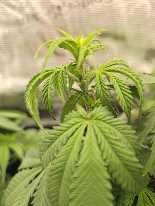 2X Strawberry pop rocks Anesia Seeds. Week 7