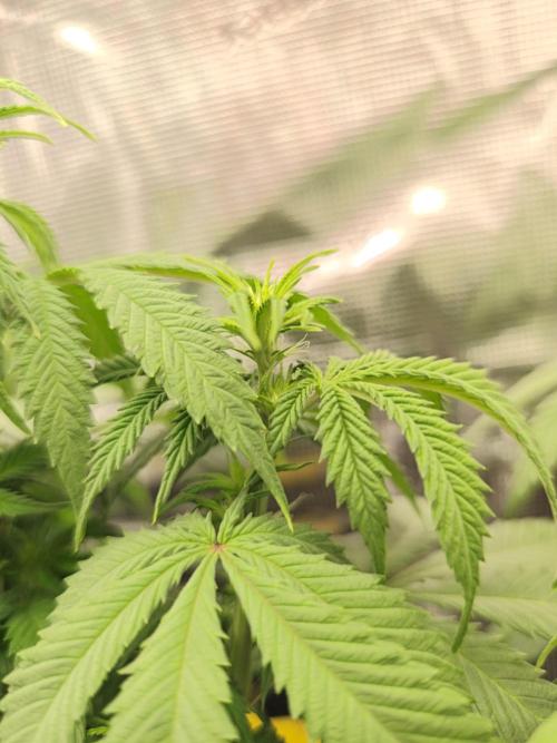 2X Strawberry pop rocks Anesia Seeds. Week 7