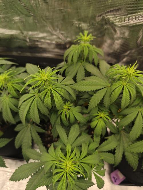 2X Strawberry pop rocks Anesia Seeds. Week 7