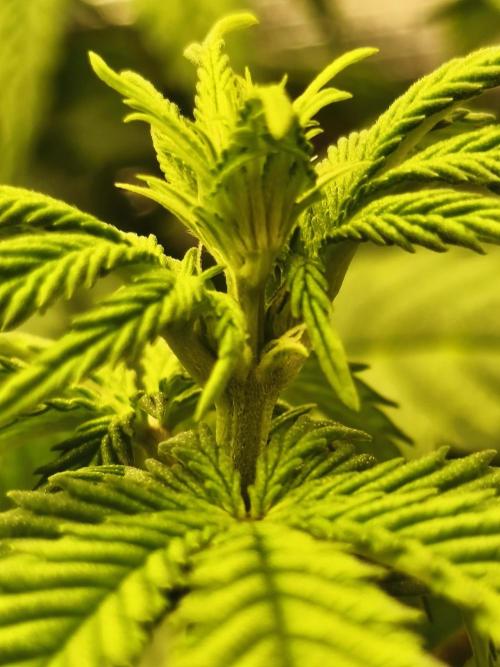 2X Strawberry pop rocks Anesia Seeds. Week 7