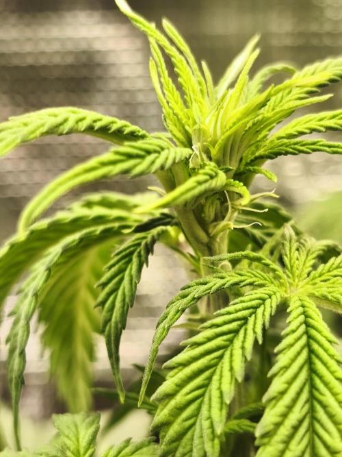 2X Strawberry pop rocks Anesia Seeds. Week 7