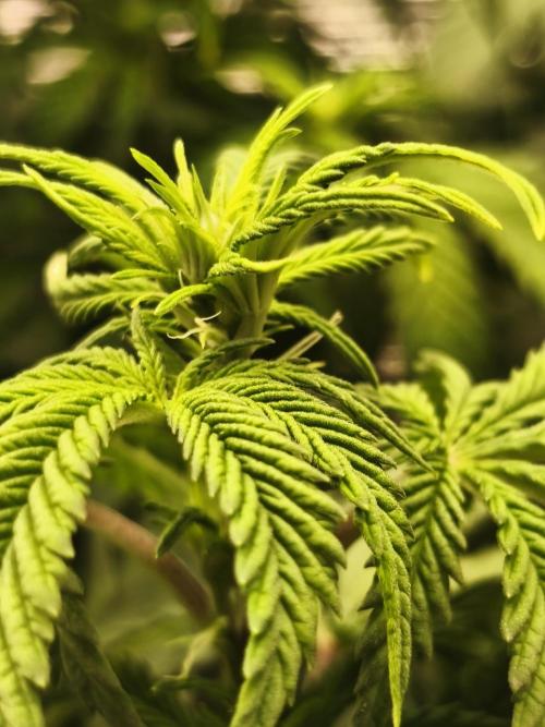 2X Strawberry pop rocks Anesia Seeds. Week 7