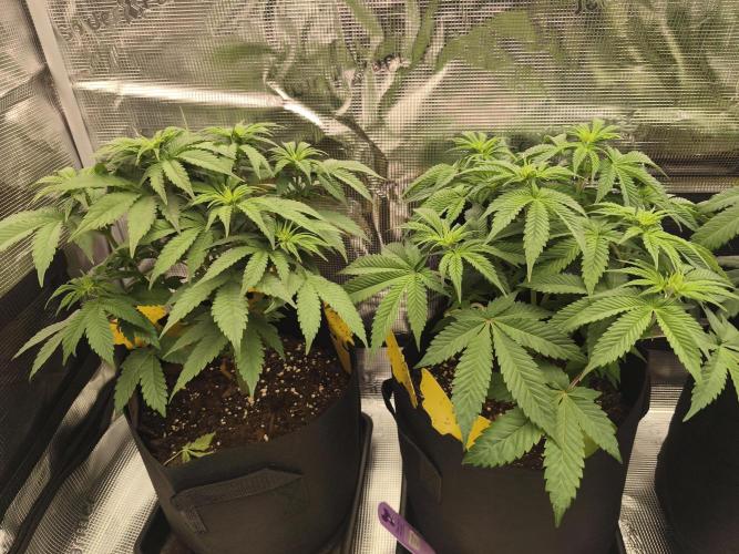 2x Fryday Boof Anesia Seeds. Week 7