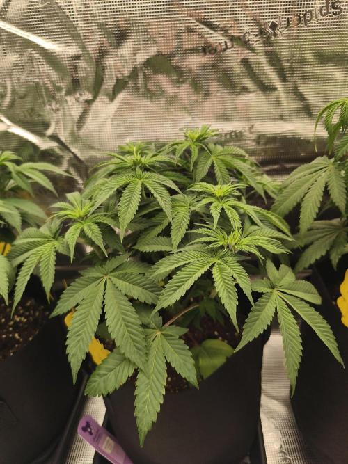 2x Fryday Boof Anesia Seeds. Week 7