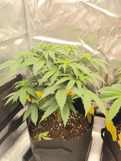 2x Fryday Boof Anesia Seeds. Week 7