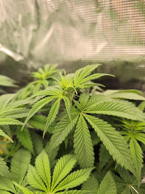 2x Fryday Boof Anesia Seeds. Week 7