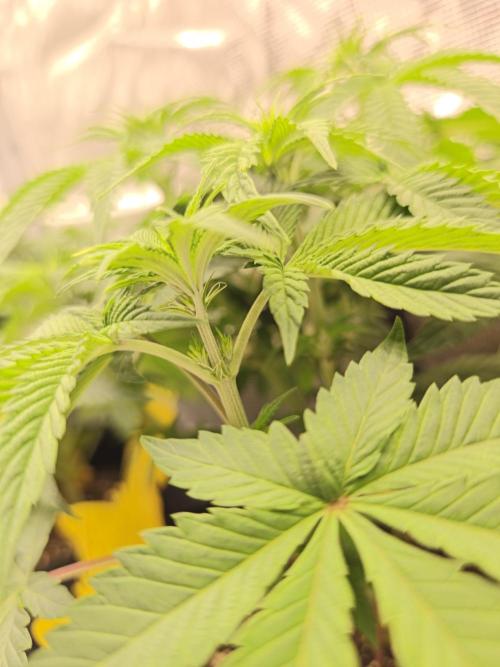 2x Fryday Boof Anesia Seeds. Week 7