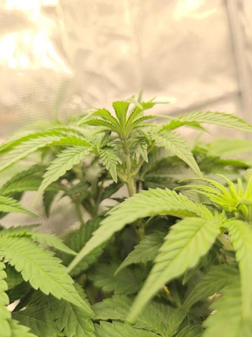 2x Fryday Boof Anesia Seeds. Week 7