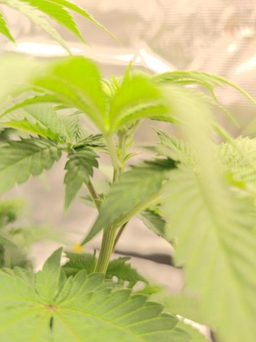 2x Fryday Boof Anesia Seeds. Week 7