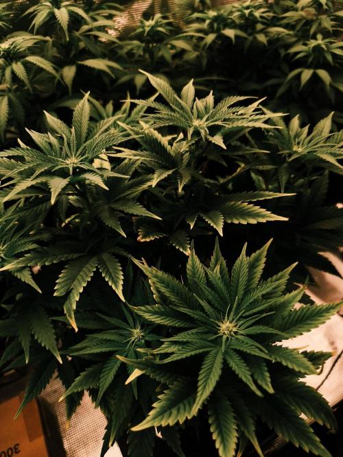 1X Blue Cookies  MSNL. Week 8