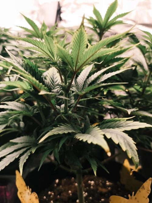 1X Blue Cookies  MSNL. Week 8