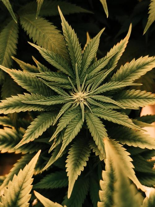 1X Blue Cookies  MSNL. Week 8