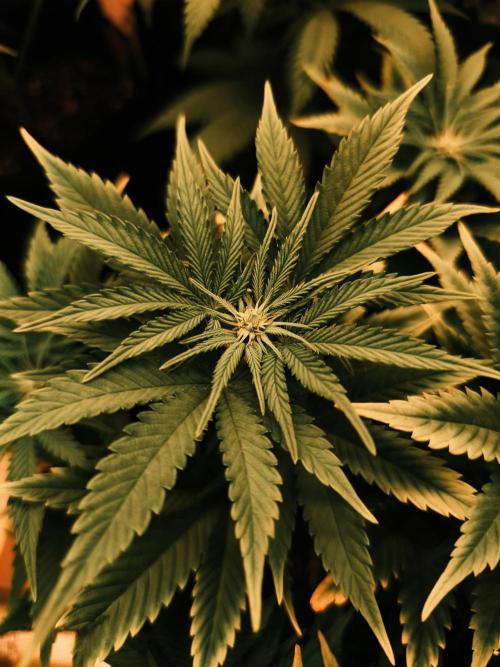 1X Blue Cookies  MSNL. Week 8