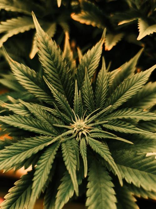 1X Blue Cookies  MSNL. Week 8