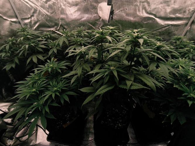 2X Permanent marker MSNL. Week 8