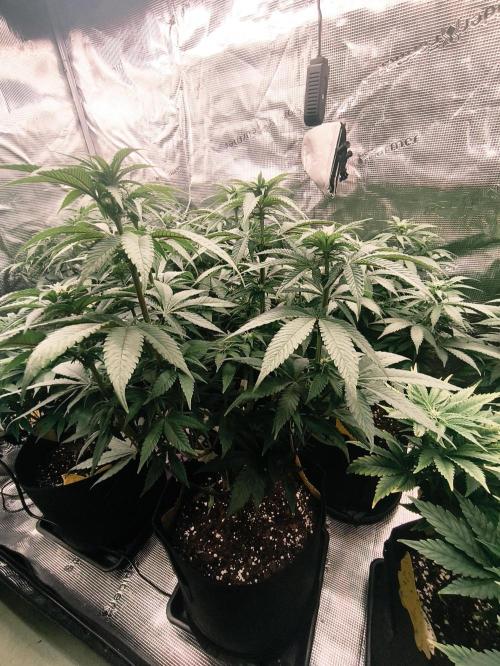 2X Permanent marker MSNL. Week 8