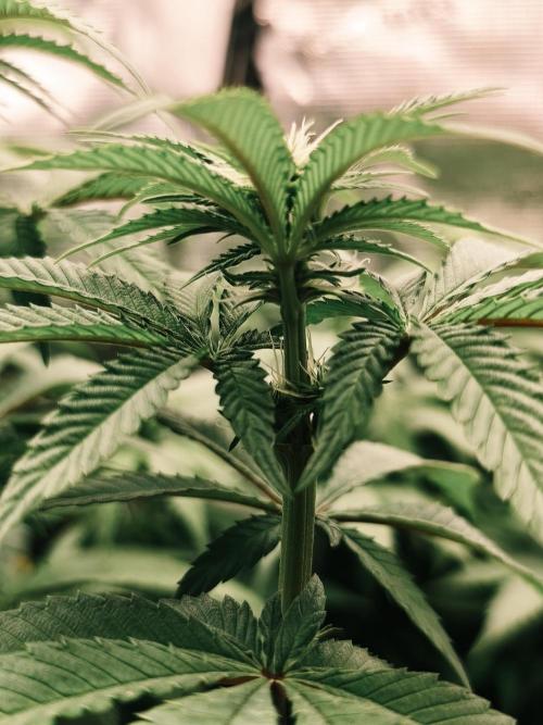 2X Permanent marker MSNL. Week 8