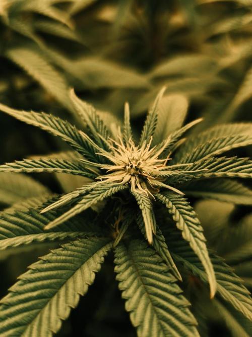 2X Permanent marker MSNL. Week 8