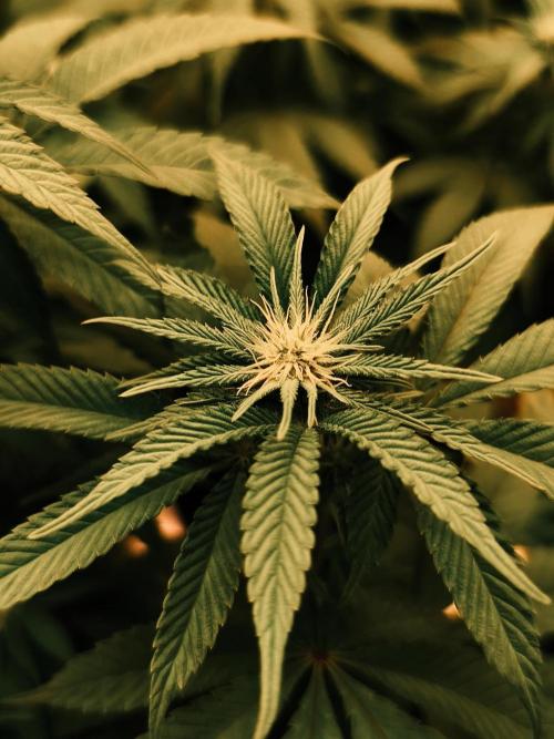 2X Permanent marker MSNL. Week 8