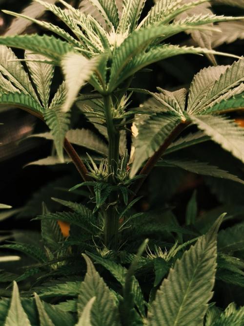 2X Permanent marker MSNL. Week 8