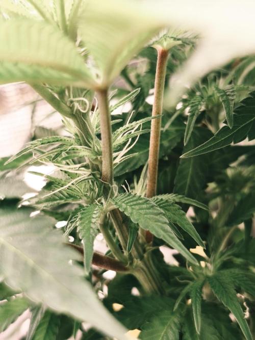 2X Permanent marker MSNL. Week 8