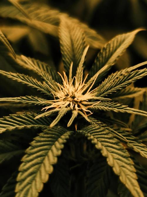 2X Permanent marker MSNL. Week 8