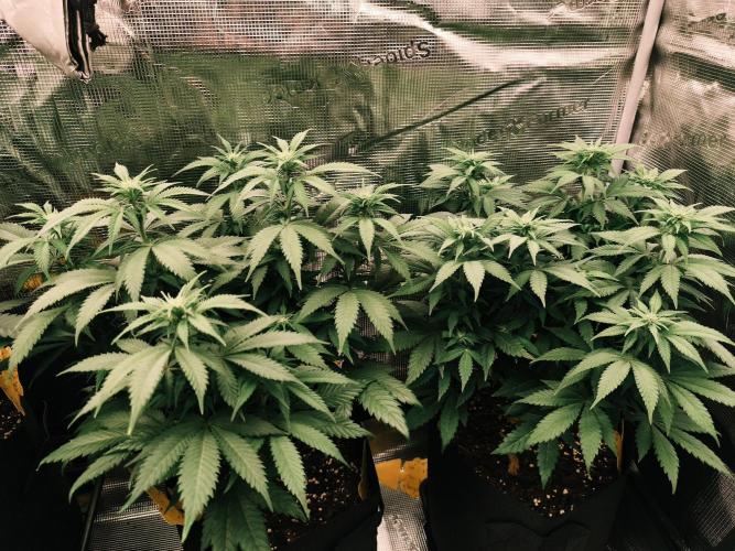 2X Strawberry pop rocks Anesia Seeds. Week 8