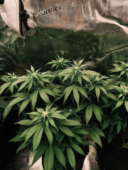 2X Strawberry pop rocks Anesia Seeds. Week 8