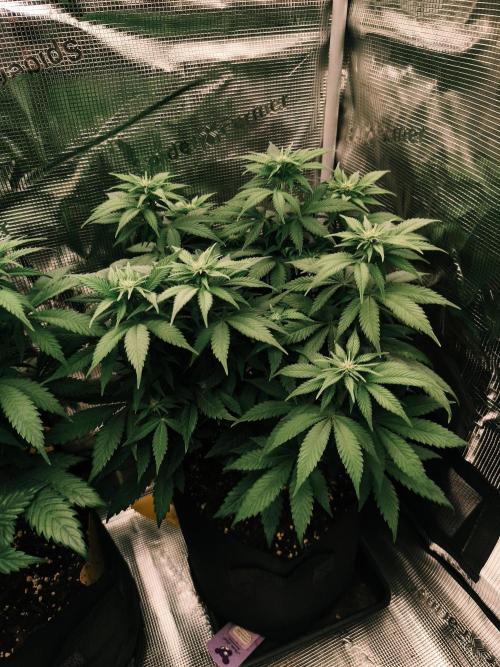 2X Strawberry pop rocks Anesia Seeds. Week 8