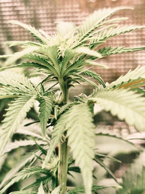 2X Strawberry pop rocks Anesia Seeds. Week 8