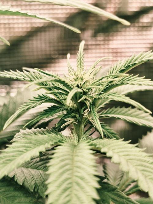 2X Strawberry pop rocks Anesia Seeds. Week 8