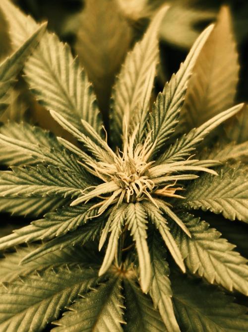 2X Strawberry pop rocks Anesia Seeds. Week 8