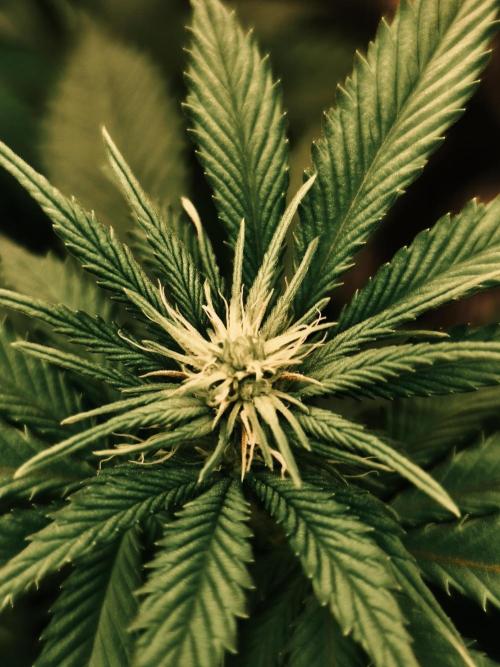 2X Strawberry pop rocks Anesia Seeds. Week 8