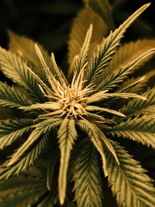 2X Strawberry pop rocks Anesia Seeds. Week 8