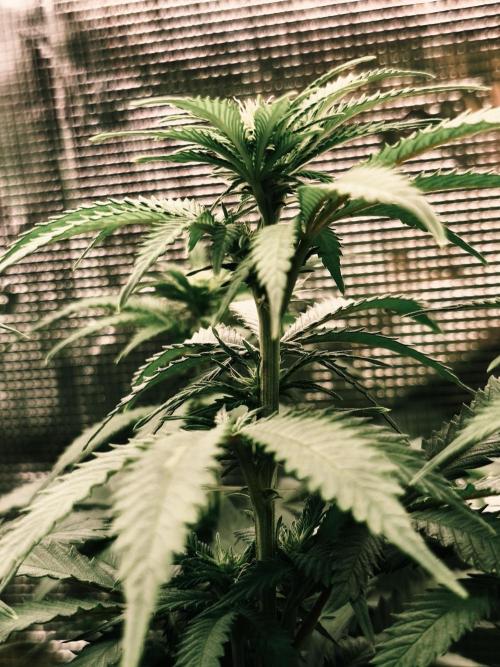 2X Strawberry pop rocks Anesia Seeds. Week 8